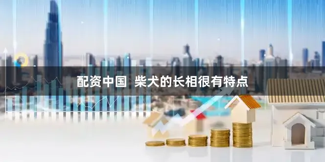 配资中国  柴犬的长相很有特点