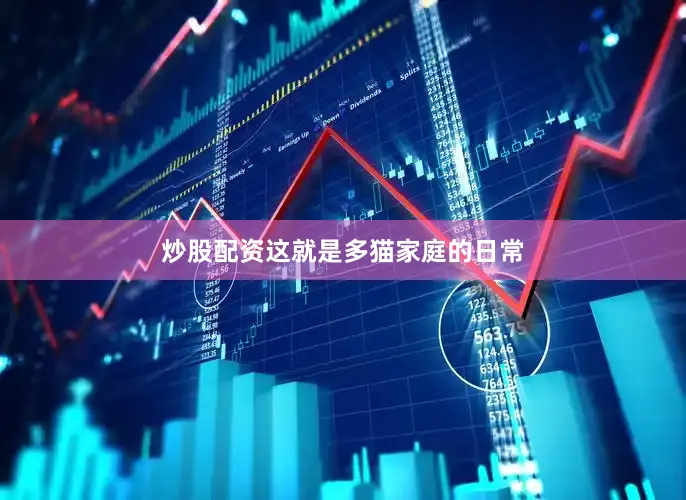 炒股配资这就是多猫家庭的日常
